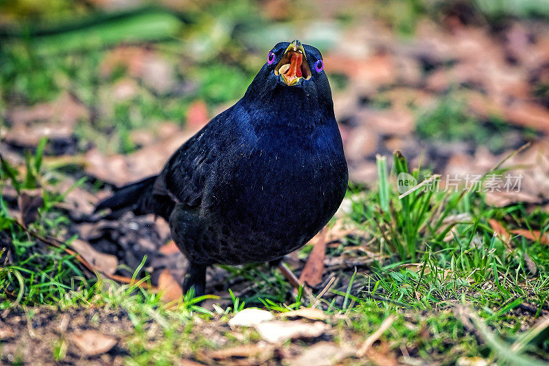 缎纹园丁鸟(Ptilonorhynchus violaceus)